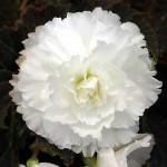 Begonia Tuberhybrida Nonstop Mocca "White" - во саксија Ø13